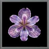 Tiger Iris Framed Canvas Print by JoSon 