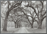 Oak Arches Framed Canvas Print by Jim Morris