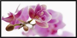 Orchid in Bloom Framed Canvas Print