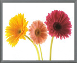 Three Gerberas Framed Canvas Print by Michael Bird