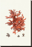 Red Coral III Stretched Canvas Print