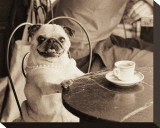 Cafe Pug Stretched Canvas Print by Jim Dratfield