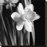 Daffodil Stretched Canvas Print by Darlene Shiels