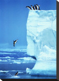 Penguins Diving Off an Iceberg Stretched Canvas Print by Steve Bloom