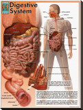 Digestive System Stretched Canvas Print