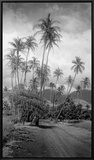 Coconut Grove, Lahaina, 1910 Framed Canvas Print by Ray Jerome Baker