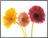 Three Gerberas Framed Canvas Print by Michael Bird