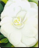 White Camelia Stretched Canvas Print by Georgia O'Keeffe