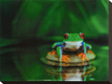 Zen Frog Stretched Canvas Print by Davie Trood