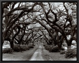 Path in the Oaks II, Louisiana Framed Canvas Print by Monte Nagler