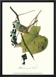 Finch Framed Canvas Print by John James Audubon