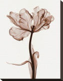 Parrot Tulips I Stretched Canvas Print by Steven N. Meyers Parrot Tulips I Stretched Canvas Print by Steven N. Meyers
