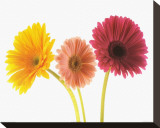 Three Gerberas Stretched Canvas Print by Michael Bird