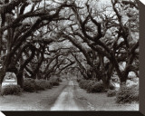 Path in the Oaks II, Louisiana Stretched Canvas Print by Monte Nagler