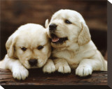 Golden Retrievers Puppies Stretched Canvas Print
