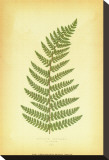 Fern V Stretched Canvas Print by Edward Lowe