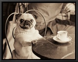 Cafe Pug Framed Canvas Print by Jim Dratfield