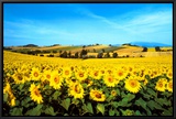 Sunflowers Field, Umbria Framed Canvas Print by Philip Enticknap