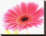 Magenta Gerbera Stretched Canvas Print by Michael Bird