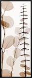 Eucalypti I Framed Canvas Print by Steven N. Meyers