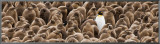 Individuality: Penguin Framed Canvas Transfer