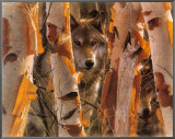 The Guardian Framed Canvas Print by Collin Bogle