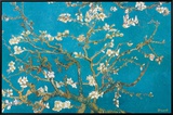 Almond Branches in Bloom, San Remy, c.1890 Framed Canvas Print