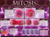 Mitosis & Cytokinesis Stretched Canvas Print