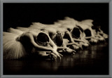 Swan Lake Framed Canvas Print by Patrick Baldwin
