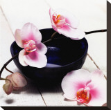Orchid in a Bowl Stretched Canvas Print by Stephane De Bourgies