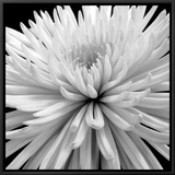 Mum Framed Canvas Print by Darlene Shiels