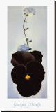 Pansy, 1926 Stretched Canvas Print by Georgia O'Keeffe
