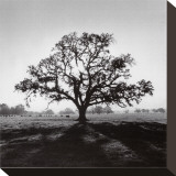 Roble al amanecer Reproducción en lienzo de la lámina por Ansel Adams Roble al amanecer Reproducción en lienzo de la lámina por Ansel Adams