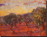 The Olive Grove, c.1889 Stretched Canvas Print by Vincent van Gogh