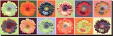 Espectro de gerbera Reproducción en lienzo de la lámina Espectro de gerbera Reproducción en lienzo de la lámina