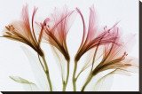Alstromeria Stretched Canvas Print by Steven N. Meyers