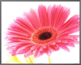 Magenta Gerbera Framed Canvas Print by Michael Bird