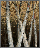 Shimmering Birches I Framed Canvas Print by Arnie Fisk