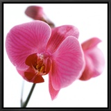 Pink Orchid Framed Canvas Print by Cédric Porchez