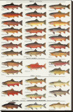 Trout, Salmon & Char of North America I Stretched Canvas Print