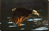 Leaders: Bald Eagle Stretched Canvas Print