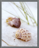 Sandy Beach IV Framed Canvas Print