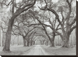Oak Arches Stretched Canvas Print by Jim Morris