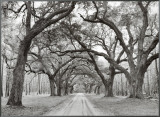 Oak Arches Framed Canvas Print by Jim Morris