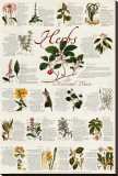 Herbs Art Print