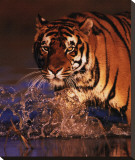 Excellence: Bengal Tiger Impressão em tela esticada