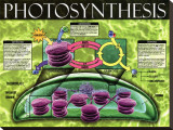Photosynthesis Stretched Canvas Print