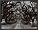 Path in the Oaks II, Louisiana Framed Canvas Print by Monte Nagler