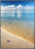 Starfish Framed Canvas Print by Peter Cade