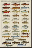 Eastern Gamefish Identification Chart Stretched Canvas Print